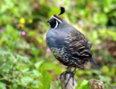 California Quail 1