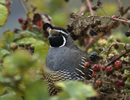 California Quail 2