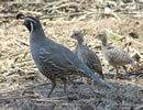 California Quail 3