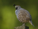 California Quail 5