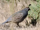 California Quail 6
