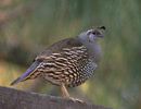 California Quail 8