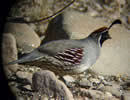 Gambel Quail 4