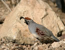Gambel Quail 5