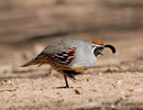 Gambel Quail 8